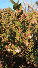 Arctostaphylos pechoensis