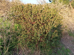 Arctostaphylos pechoensis