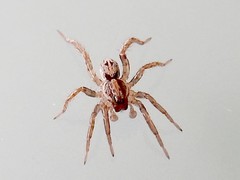 Artoriopsis
