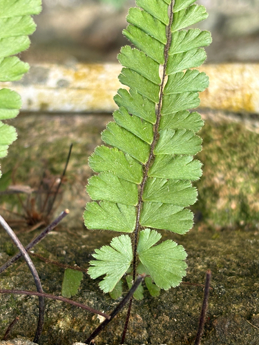 Trailing maidenhair fern (Adiantum caudatum)