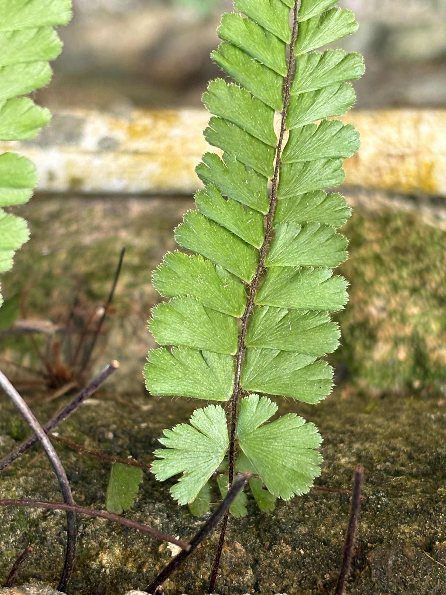 Trailing Maidenhair Fern (Adiantum caudatum)