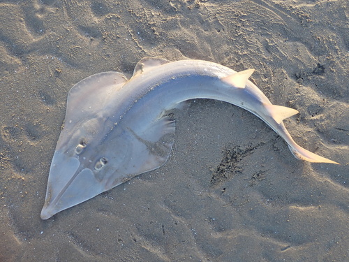 Reuzen-gitaarrog (Glaucostegus typus) — Rhinobatidae — 2