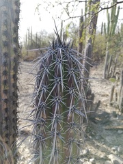 Lemaireocereus hollianus