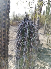 Lemaireocereus hollianus