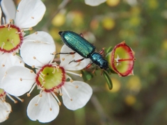 Phlogistus cribratus