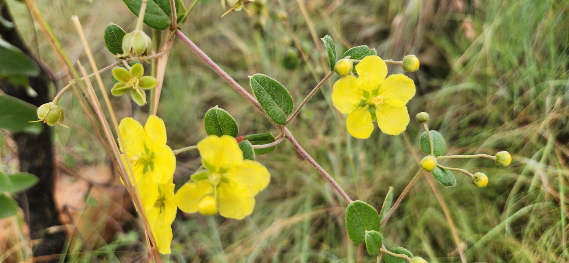 Imagem de Sphedamnocarpus pruriens