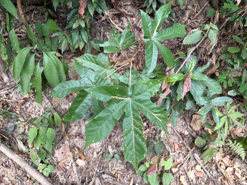 Pterospermum heterophyllum, photograph 2