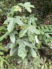 Pterospermum heterophyllum
