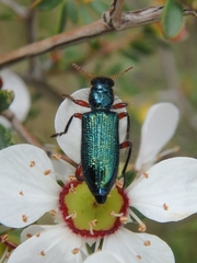 Phlogistus cribratus