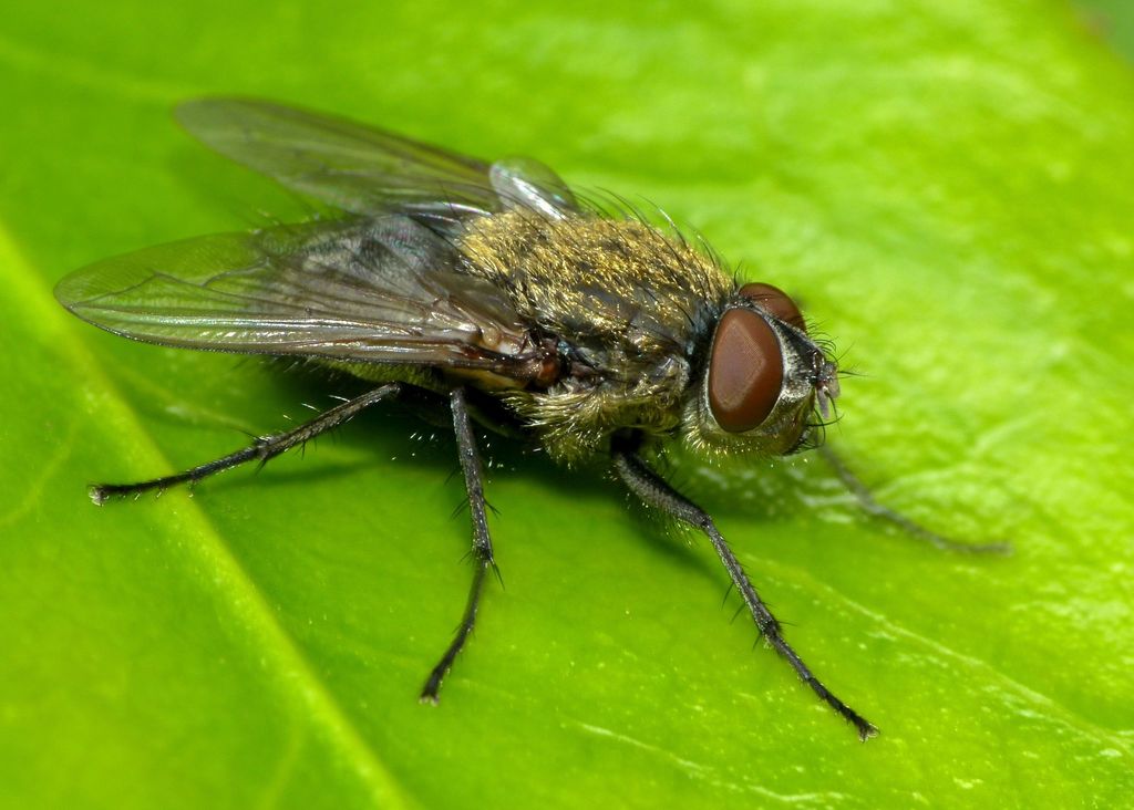 Tufted Clusterfly