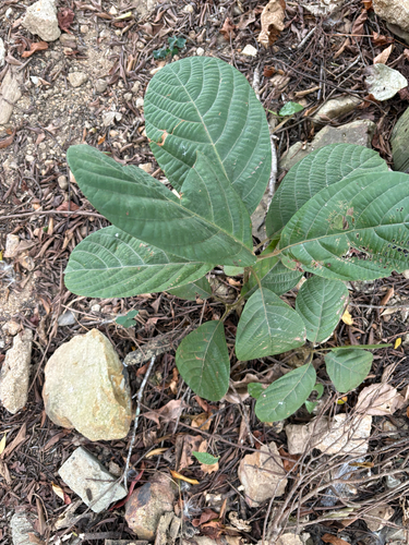 Litsea monopetala, photograph 2