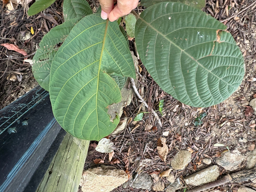 Litsea monopetala, photograph 4
