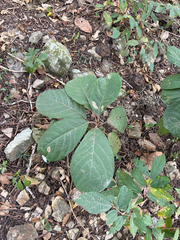 Litsea monopetala, photograph (c) 黃美滿, some rights reserved (CC BY)