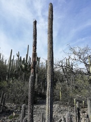 Lemaireocereus hollianus