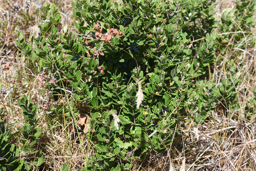 Bushman Grape (Rhoicissus tridentata)