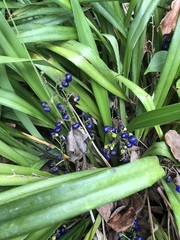 Dianella sandwicensis