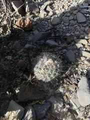Coryphantha pallida