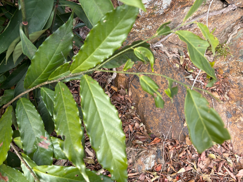 Desmos chinensis, photograph 4