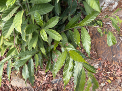 Desmos chinensis, photograph (c) 黃美滿, some rights reserved (CC BY)