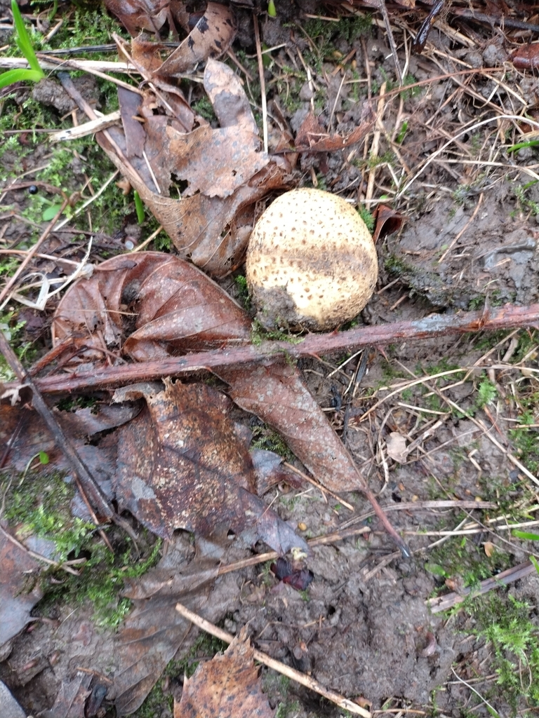 Scleroderma citrinum · January 2026 · photo: © chrisprocter (iNaturalist, cc-by)