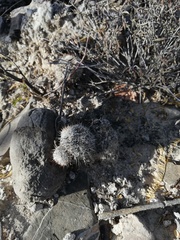 Mammillaria haageana meissneri