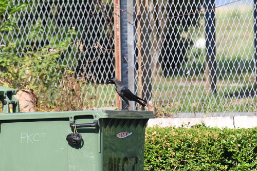 House Crow (Corvus splendens), photo 10