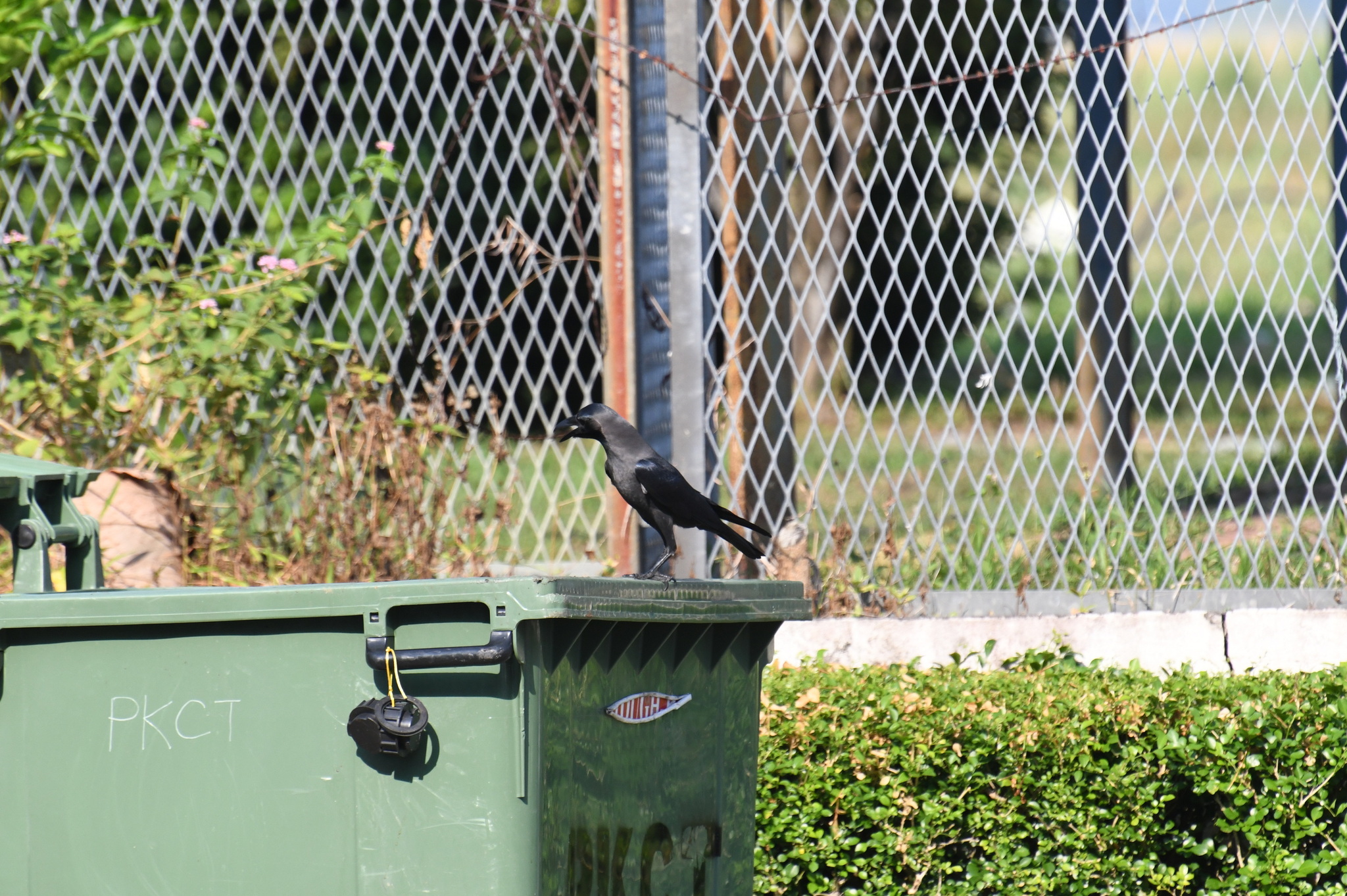 House Crow (Corvus splendens), photo 9