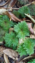 Dendrohypopterygium filiculiforme