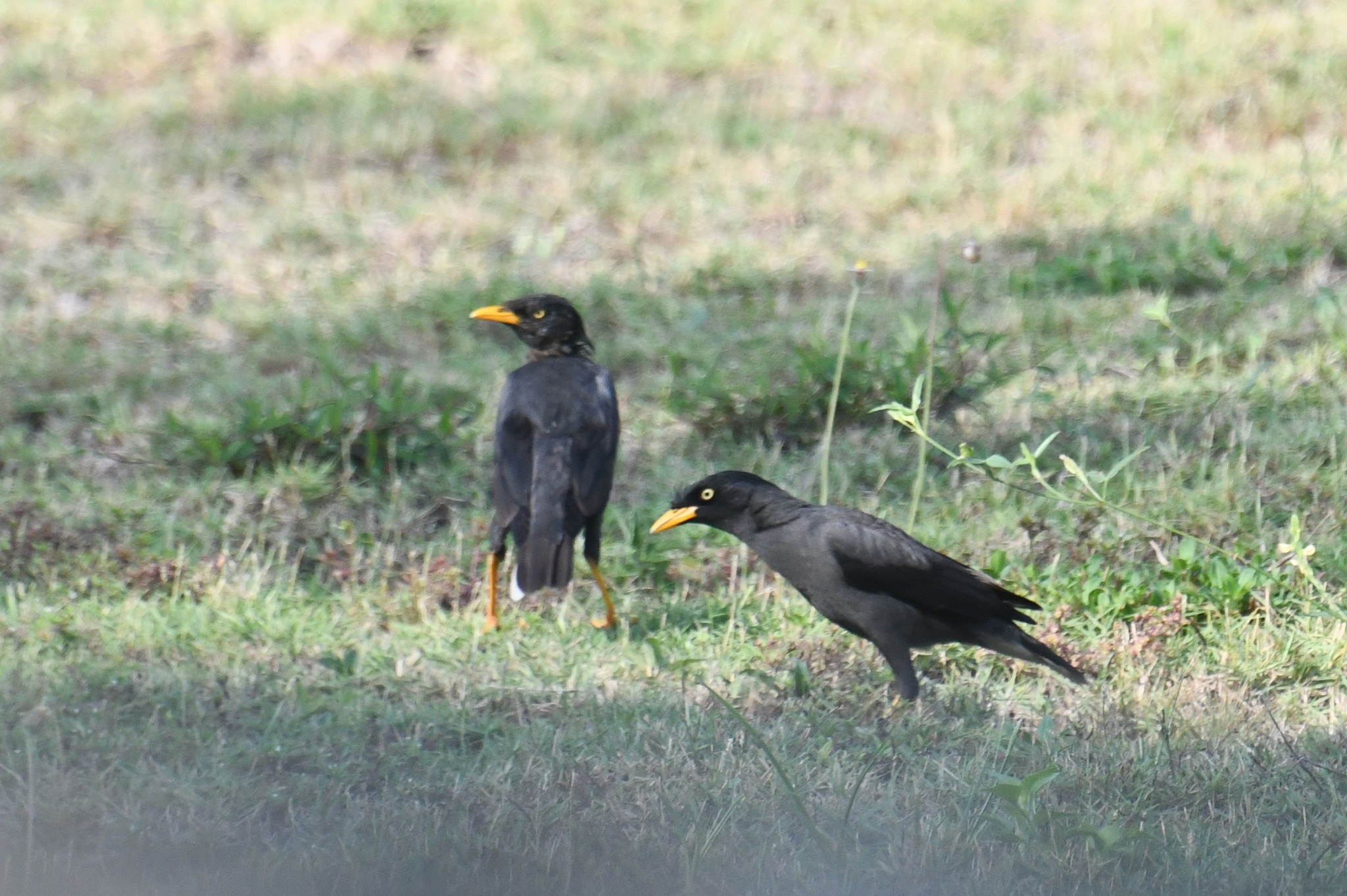Javan Myna (Acridotheres javanicus), photo 8