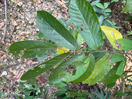 Large-leaved Uvaria (Uvaria littoralis)