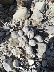 Mammillaria haageana meissneri