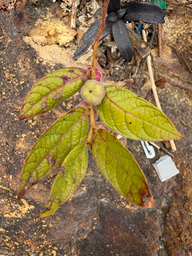 Hairy-fruited Aacus plant (Glochidion eriocarpum)