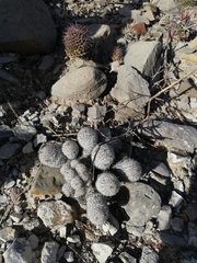 Mammillaria haageana meissneri