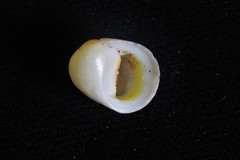 Nerita erythrostoma