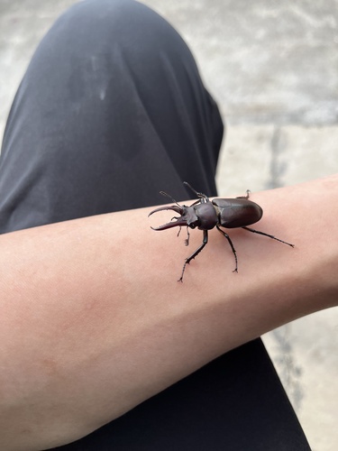 Lucanus hermani