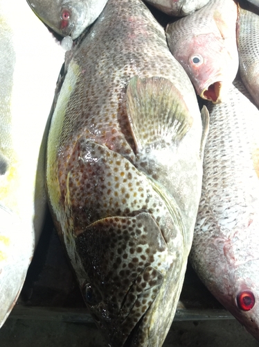 Goldspotted Rockcod