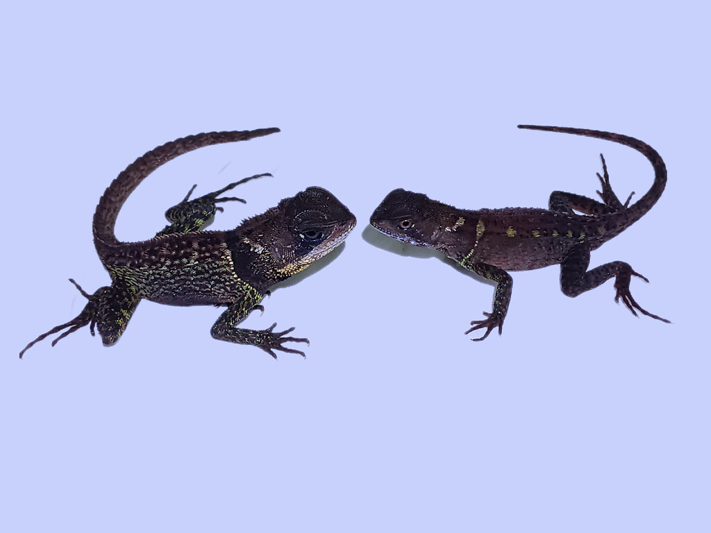 Bocourt's Dwarf Iguana