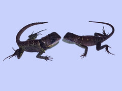 Bocourt's Dwarf Iguana photo 1