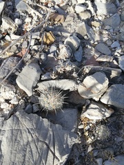 Coryphantha pallida