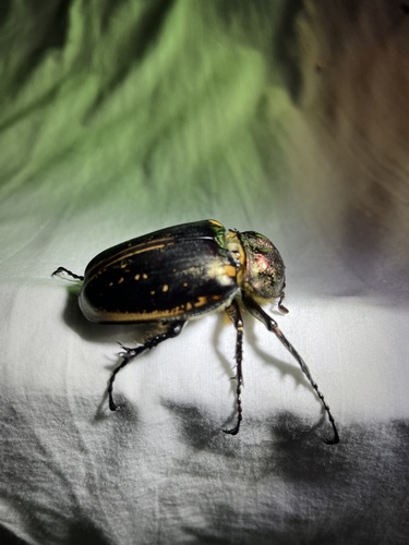 Cheirotonus jansoni