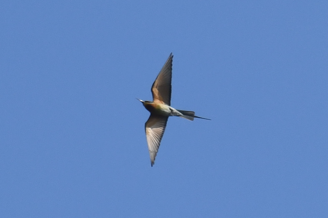Blue-tailed Bee-eater (Merops philippinus), photo 5