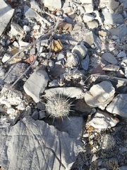 Coryphantha pallida