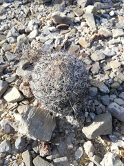 Coryphantha pallida