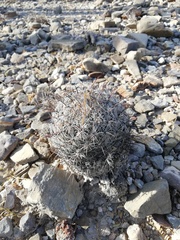 Coryphantha pallida