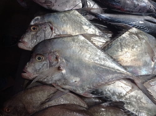 Diamond Trevally