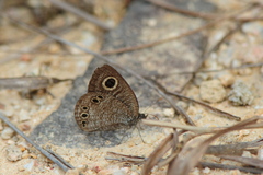 Ypthima lisandra