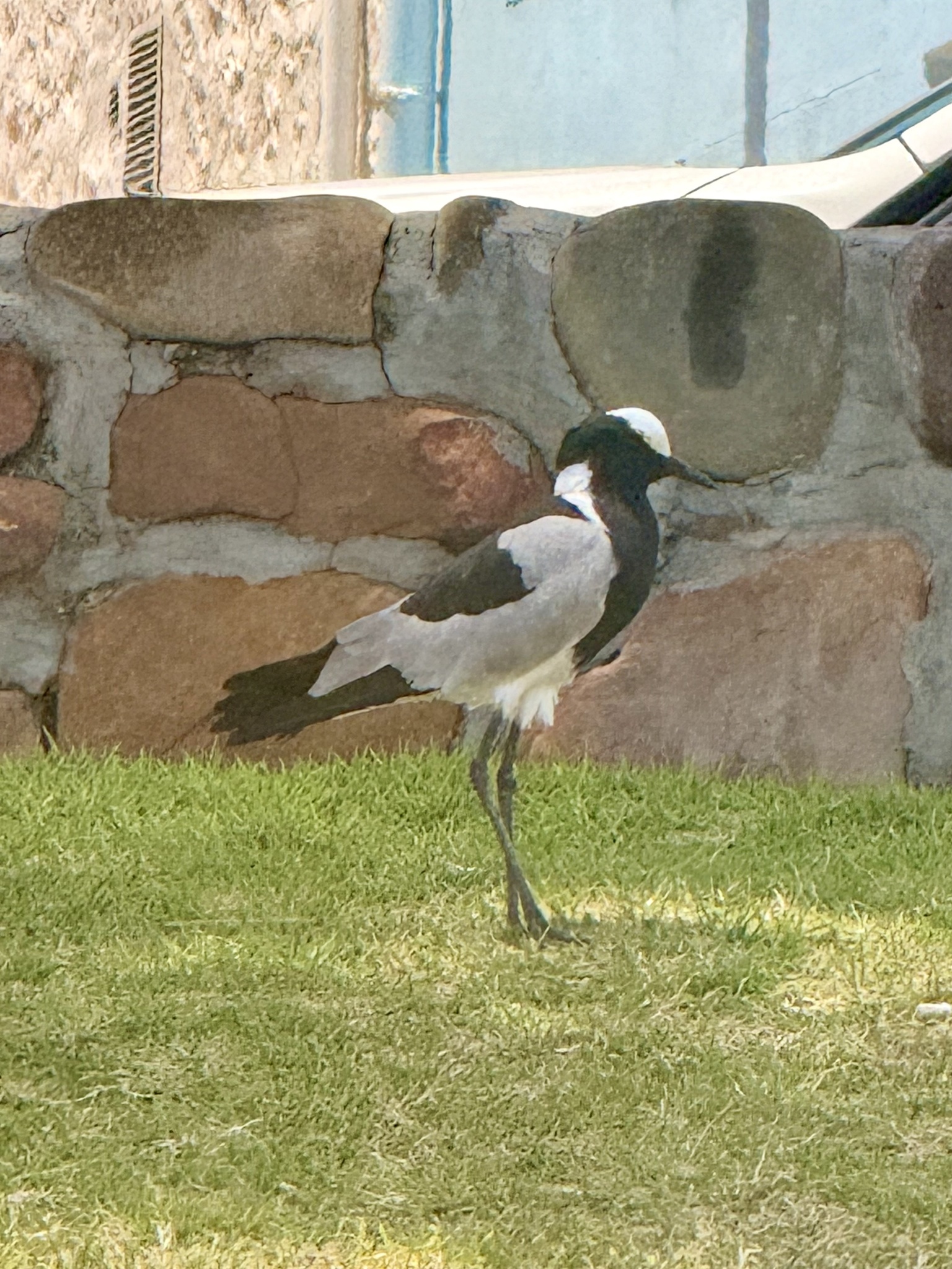 Blacksmith Lapwing (Vanellus armatus), photo 4