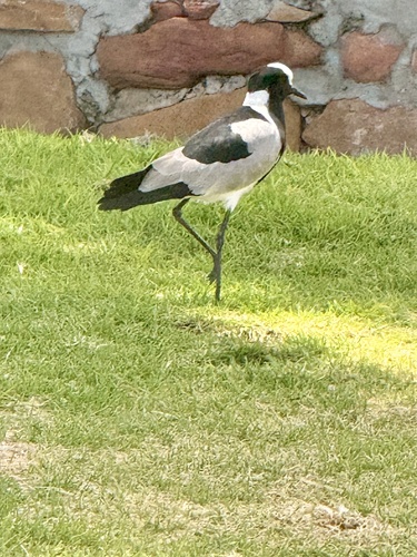 Blacksmith Lapwing (Vanellus armatus), photo 5