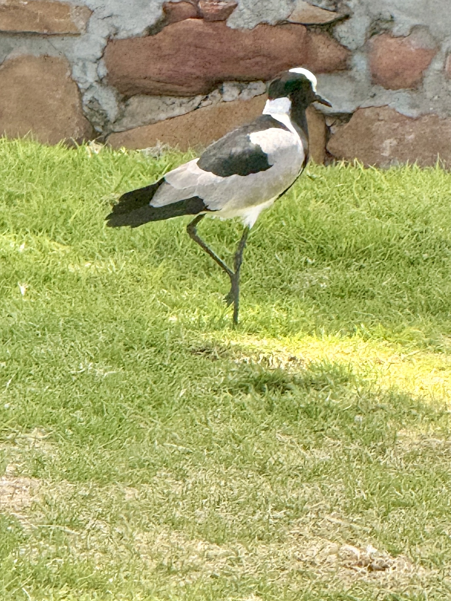 Blacksmith Lapwing (Vanellus armatus), photo 5