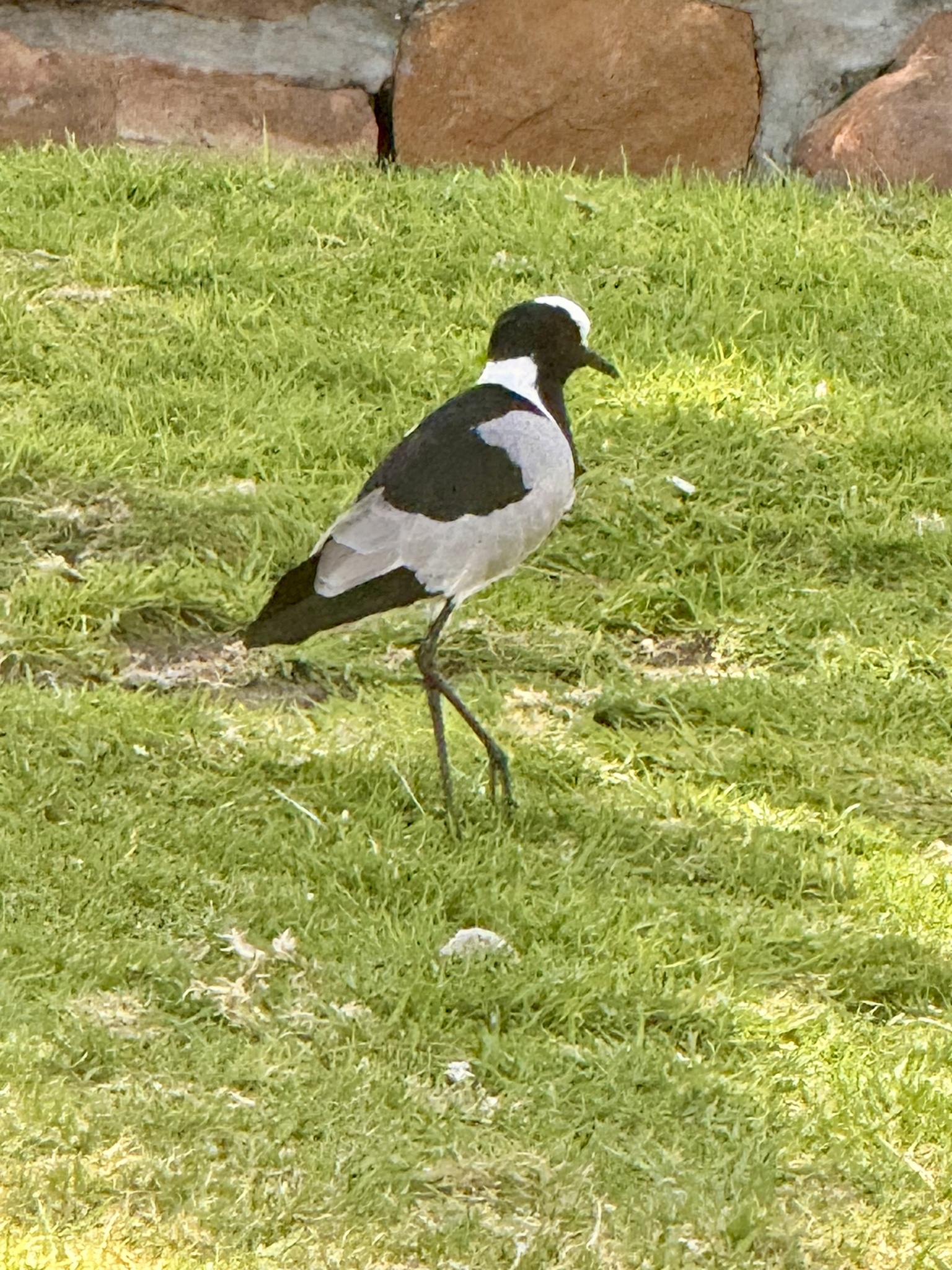 Blacksmith Lapwing (Vanellus armatus), photo 6